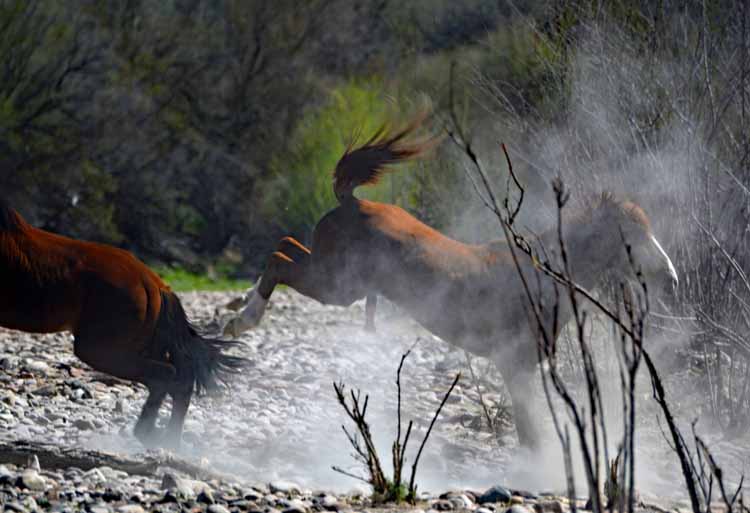 mustangs